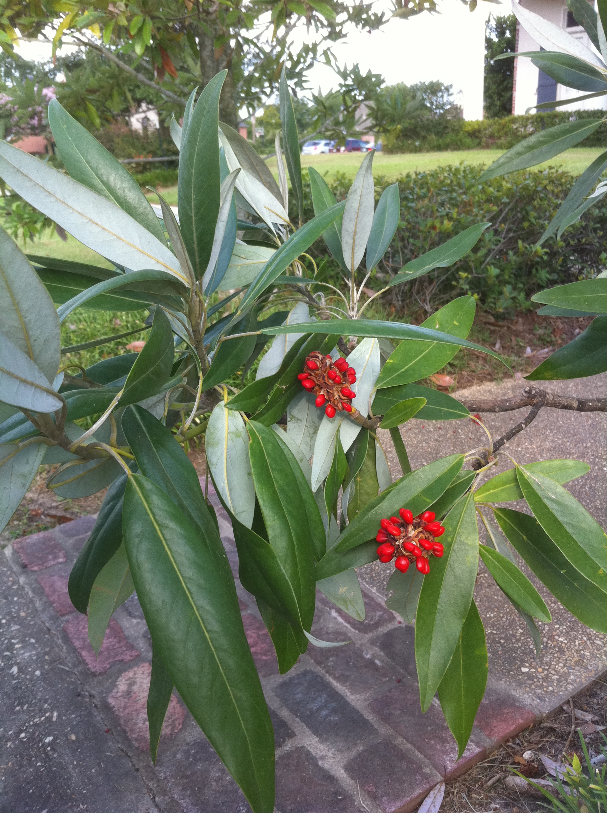 Sweetbay Magnolia seed pod.JPG thumbnail